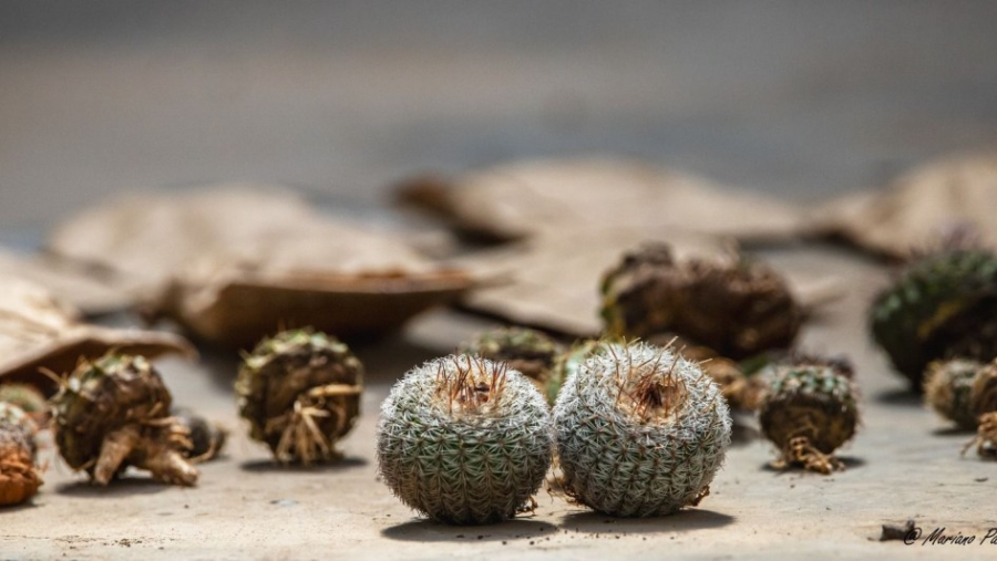 Cactos nativos apreendidos em tentativa de tráfico internacional são enviados ao Jardim Botânico de Porto Alegre