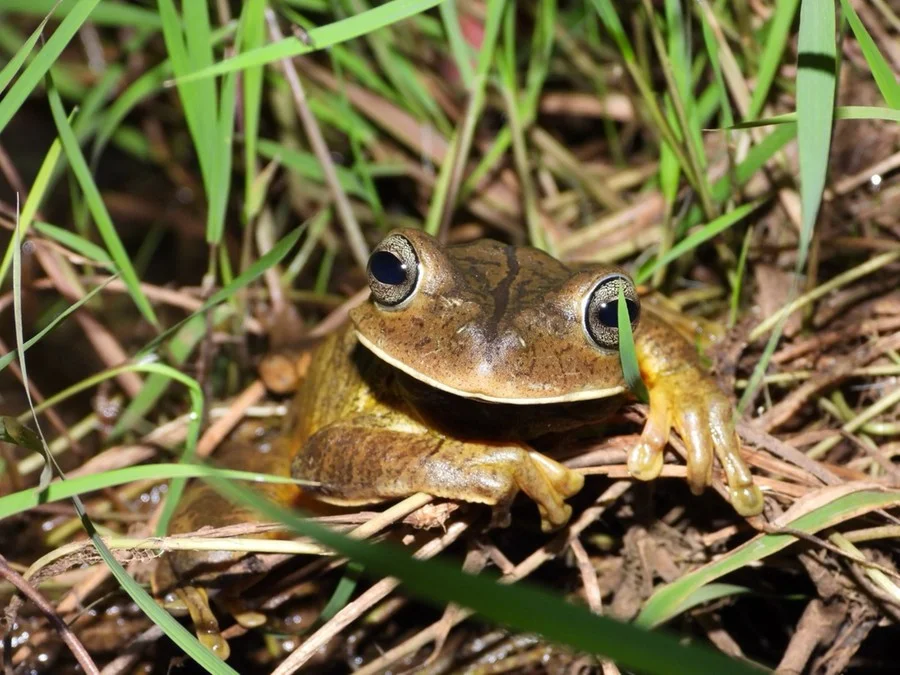 Estudo revela diversidade de anfíbios e répteis na localidade da Linha Tapera, em Gramado