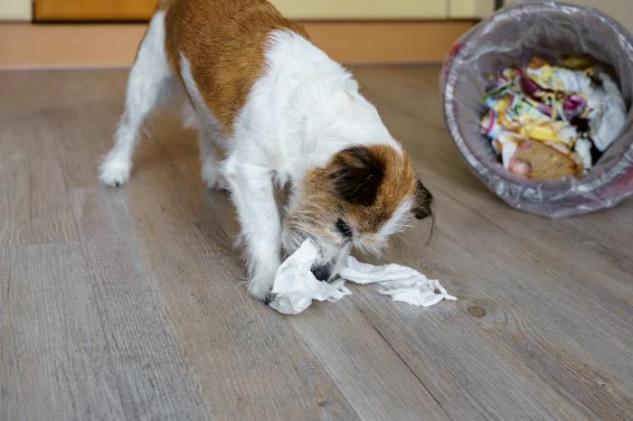 Verão com segurança: previna o botulismo no seu pet
