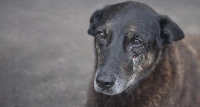O que o sofrimento do cãozinho Orelha nos ensina como sociedade