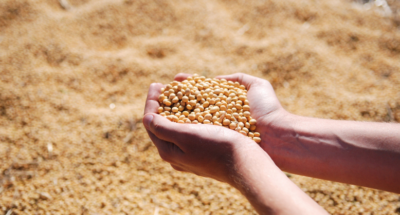 Quebra de safra de soja gera prejuízo de R$ 3,4 bilhões na região