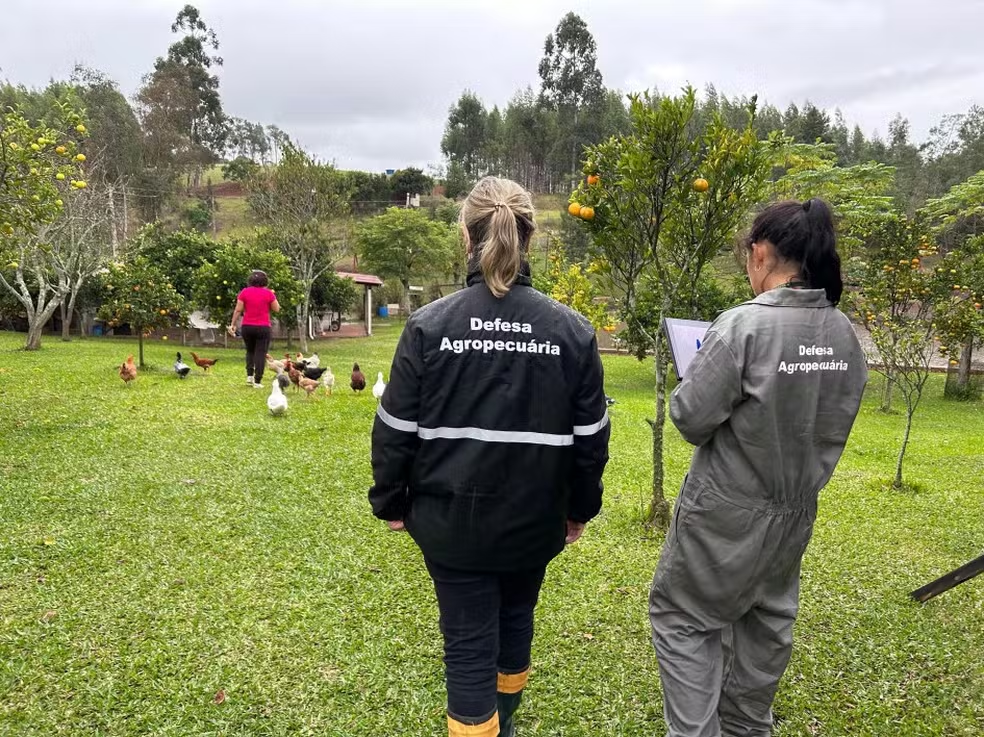 Gripe aviária: Justiça cobra explicações urgentes do governo após mortes no zoológico de Sapucaia do Sul