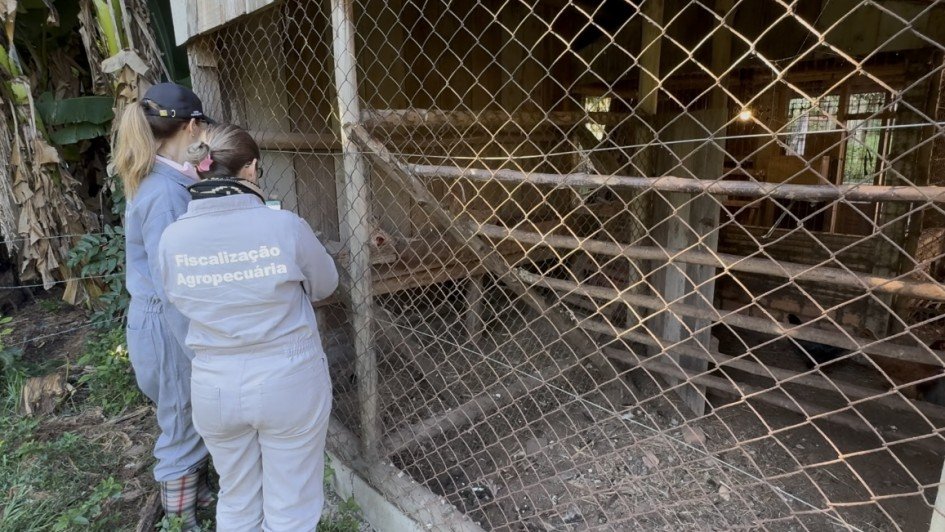 Propriedades no entorno do foco da gripe aviária em Montenegro recebem segunda rodada de visitas