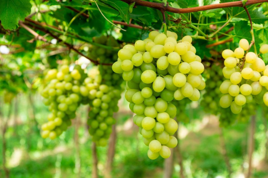 Caxias do Sul celebra a 17ª Abertura da Colheita nesta sexta-feira