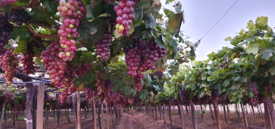Vale do São Francisco consolida-se como potência global na produção de uvas de mesa
